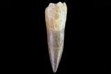 Fossil Plesiosaur (Zarafasaura) Tooth - Morocco #78413-1